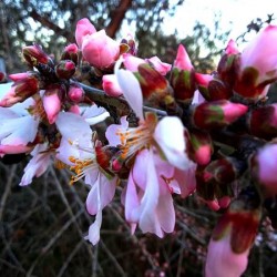 Autumn blossoms