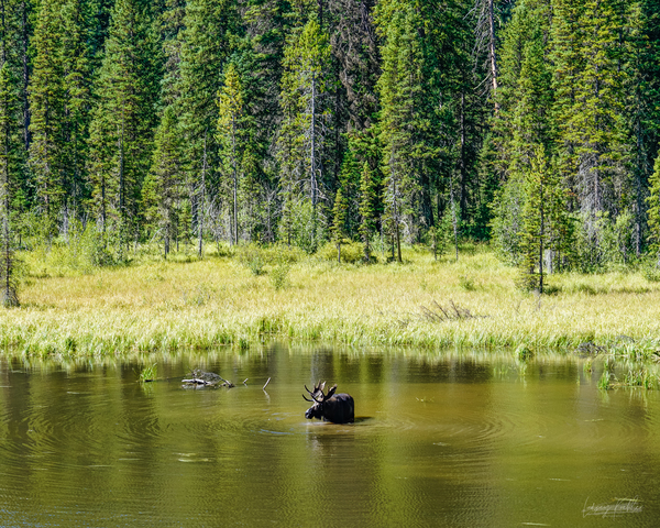 Summer Dip by Lindsey Koehler Photography