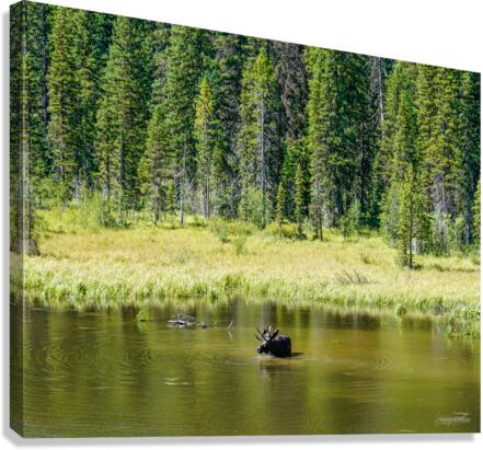 Summer Dip Canvas Print