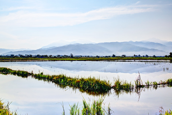 Nueva Ecija-Rice Patties 7571 Print