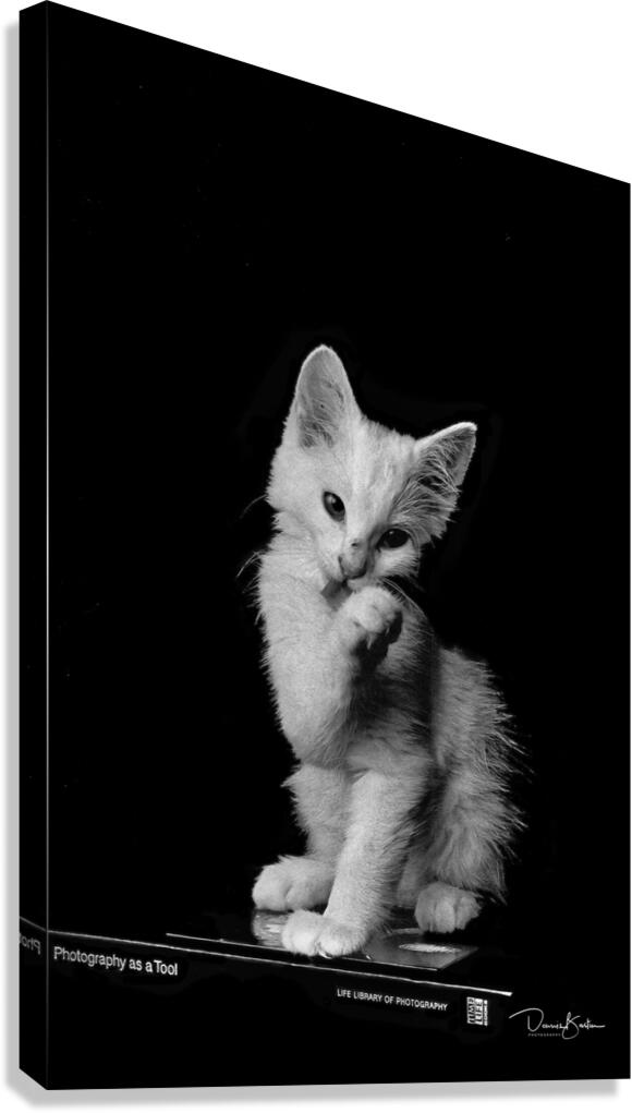 Cat BW Scan Canvas Print