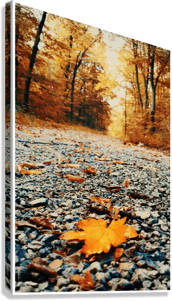 Forest Path Canvas Print