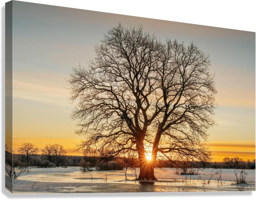 suntree Canvas Print