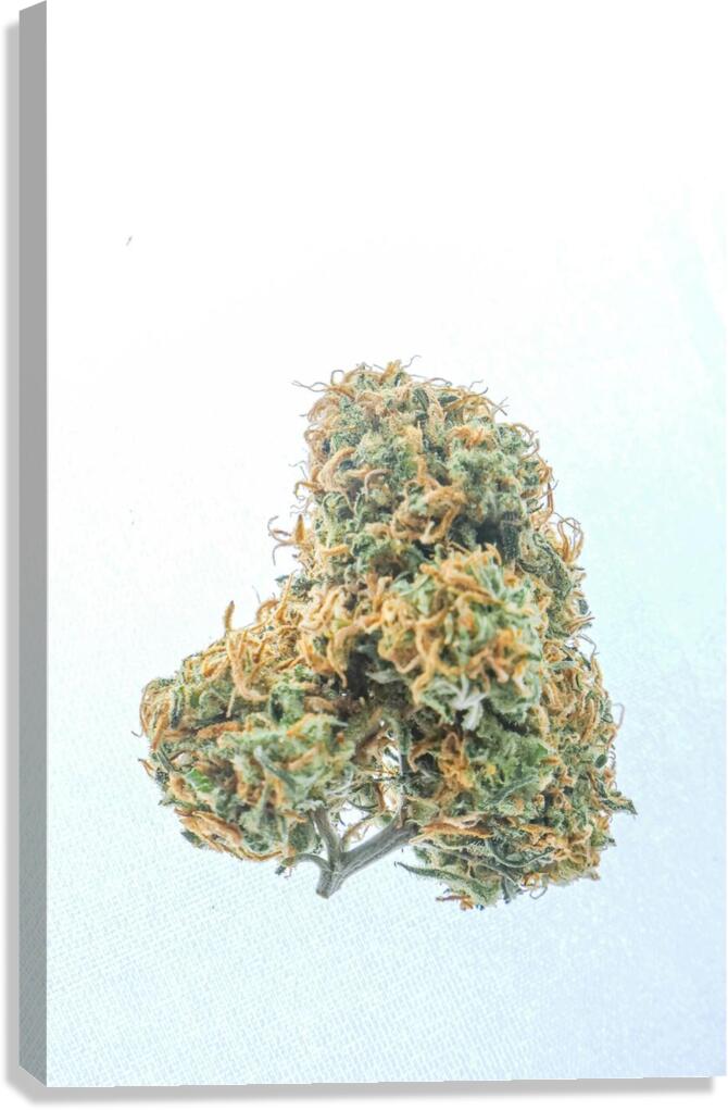 Flower rasta Canvas Print
