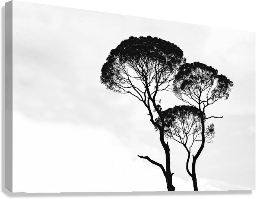 Tree twins Canvas Print