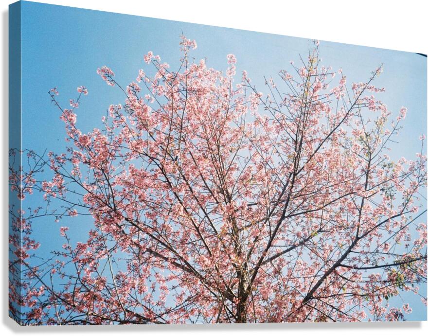Blossom Canvas Print