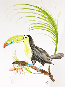 Collection COSTA RICA - Toucan
