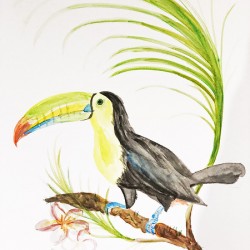 Collection COSTA RICA - Toucan