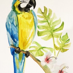 Collection ROATAN - Parrot