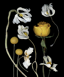 Dried Tulips and a Yellow Rose