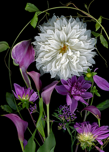 White Dahlia and Lavendar Callas