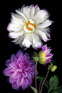 Dahlias