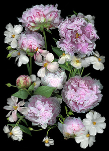   Peonies and Buttercups 
