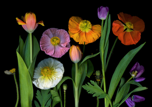 Icelandic Poppies and Tulips