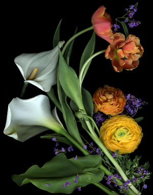 Ranunculus and Calla Lilies  