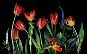 Dancing Parrot Tulips   