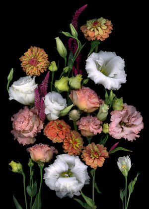 Lisianthus and Zinnias
