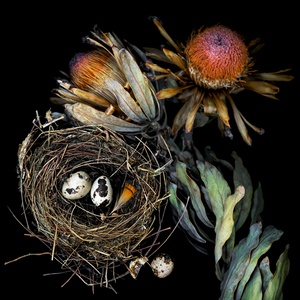 Protea and Birds Nest