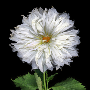 One White Dahlia
