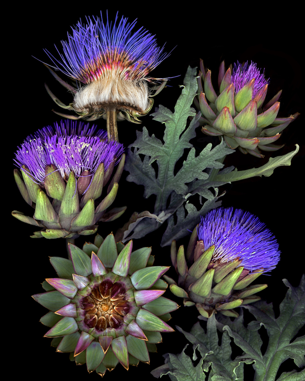 French Artichokes   Print
