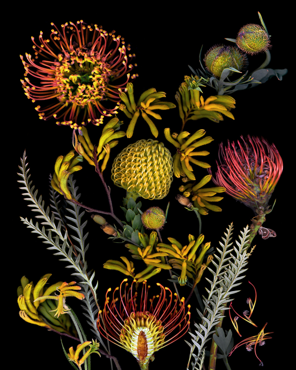 Protea and Kangaroo Paws Print