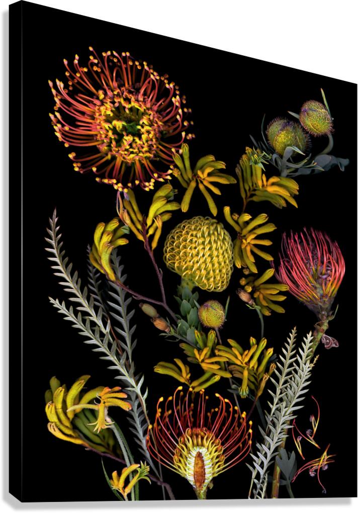 Protea and Kangaroo Paws Canvas Print