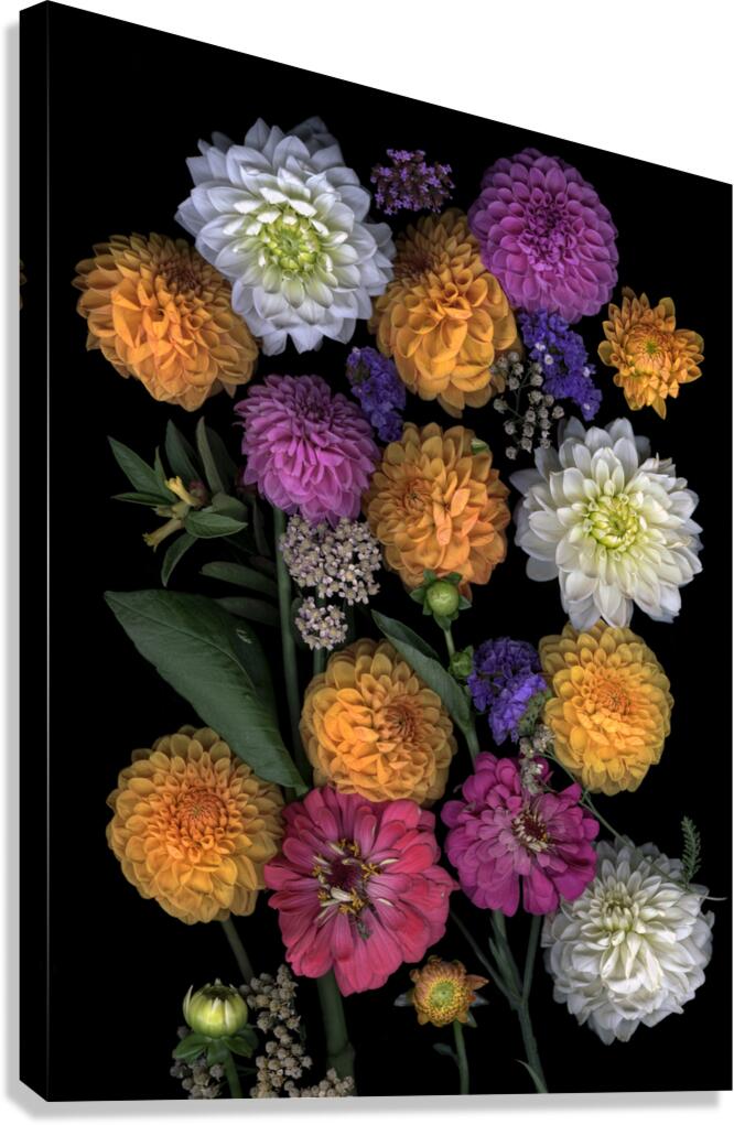 Multi color Dahlias   Canvas Print