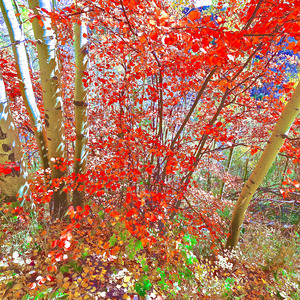 Fall- SW Colorado