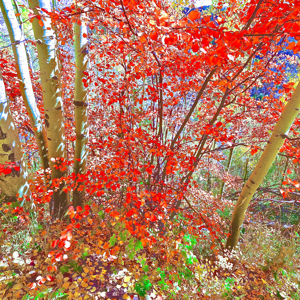 Fall- SW Colorado by egg stomper artworks