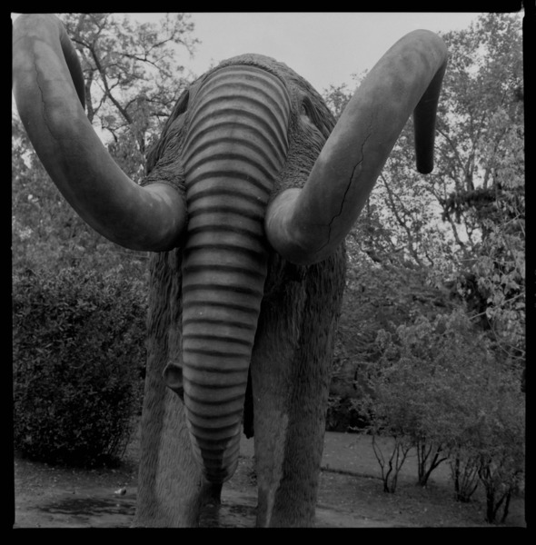  Lost Mammoth  Print