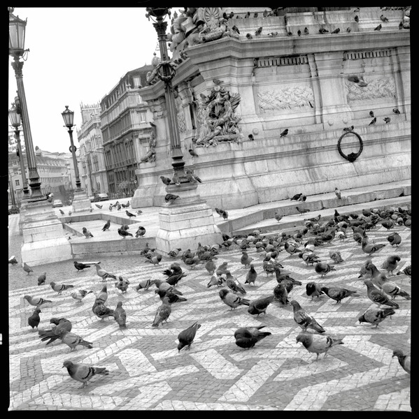 Pigeons Print
