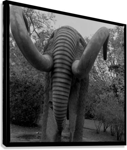  Lost Mammoth  Canvas Print
