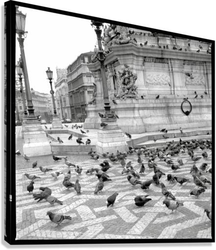 Pigeons Canvas Print