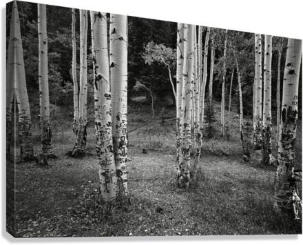 Untitled 1 Canvas Print