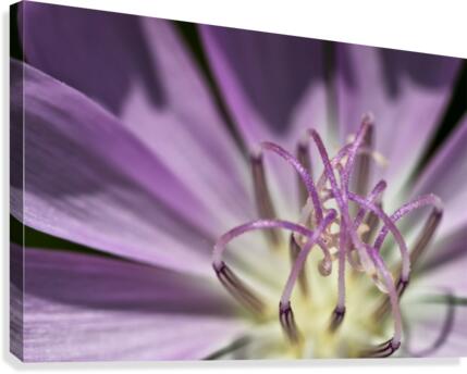 Tangled Canvas Print