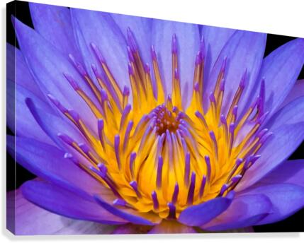 Explosion Canvas Print