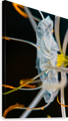 DeepSeaVoyager Canvas Print