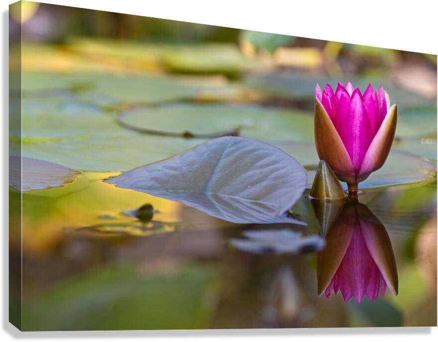 Arise Canvas Print
