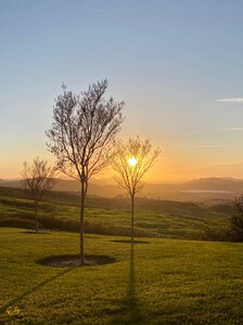 Sun Tree 