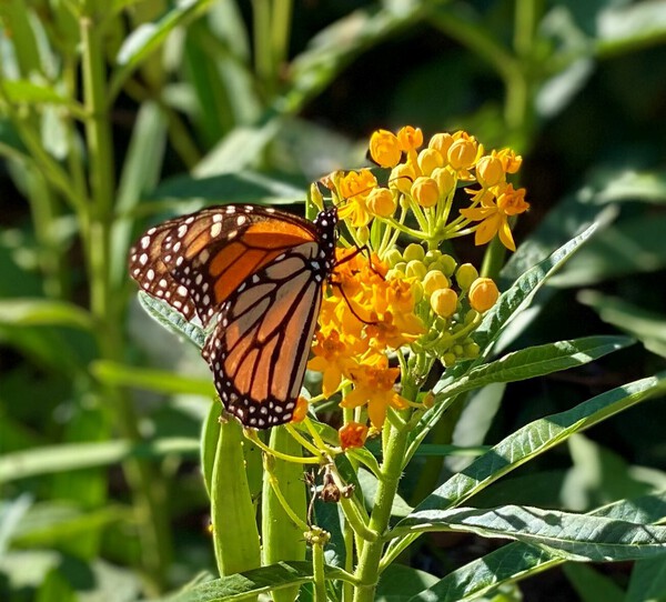 MONARCH ON A MIKLWEED  Print