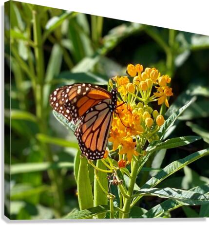 MONARCH ON A MIKLWEED  Canvas Print