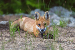 Memerizing Gaze of a Fox Kit