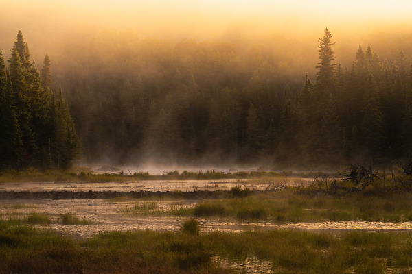 Summer morning in Algonquin Park Print
