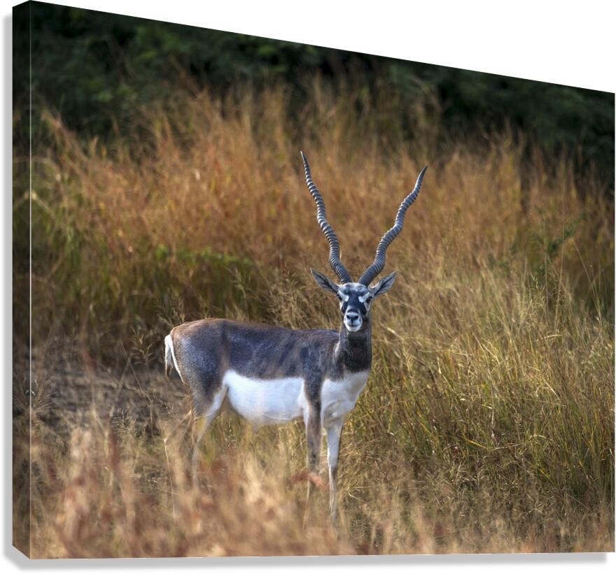 Blackbuck  Canvas Print