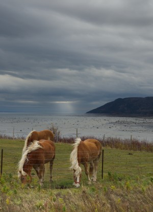 Chevaux