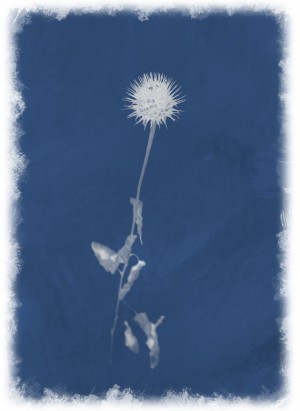 Cyanotype 101