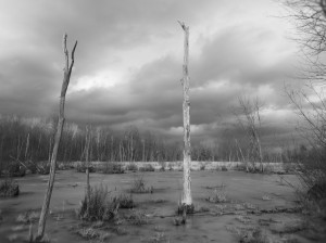 Dead wood