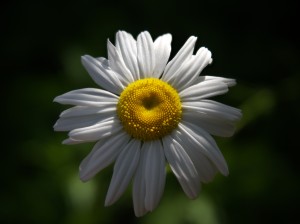 marguerite