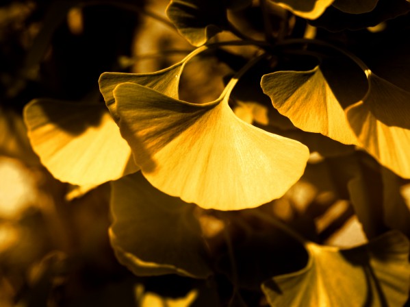 Ginkgo Print