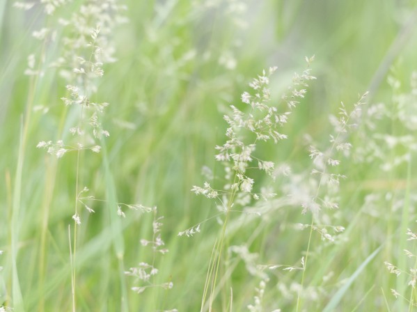 Herbe haute Print